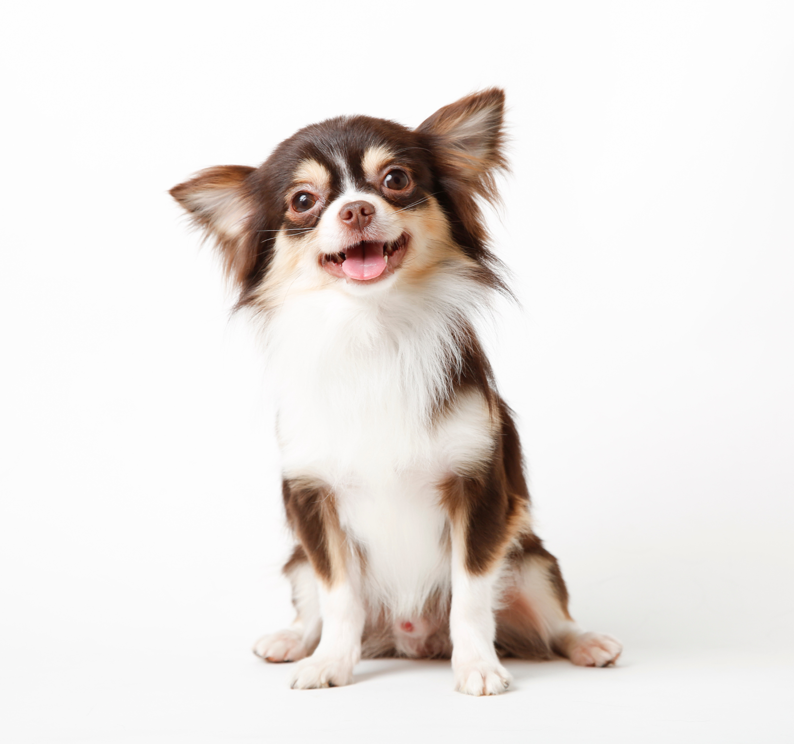 PET LUXEを使うチワワの笑顔