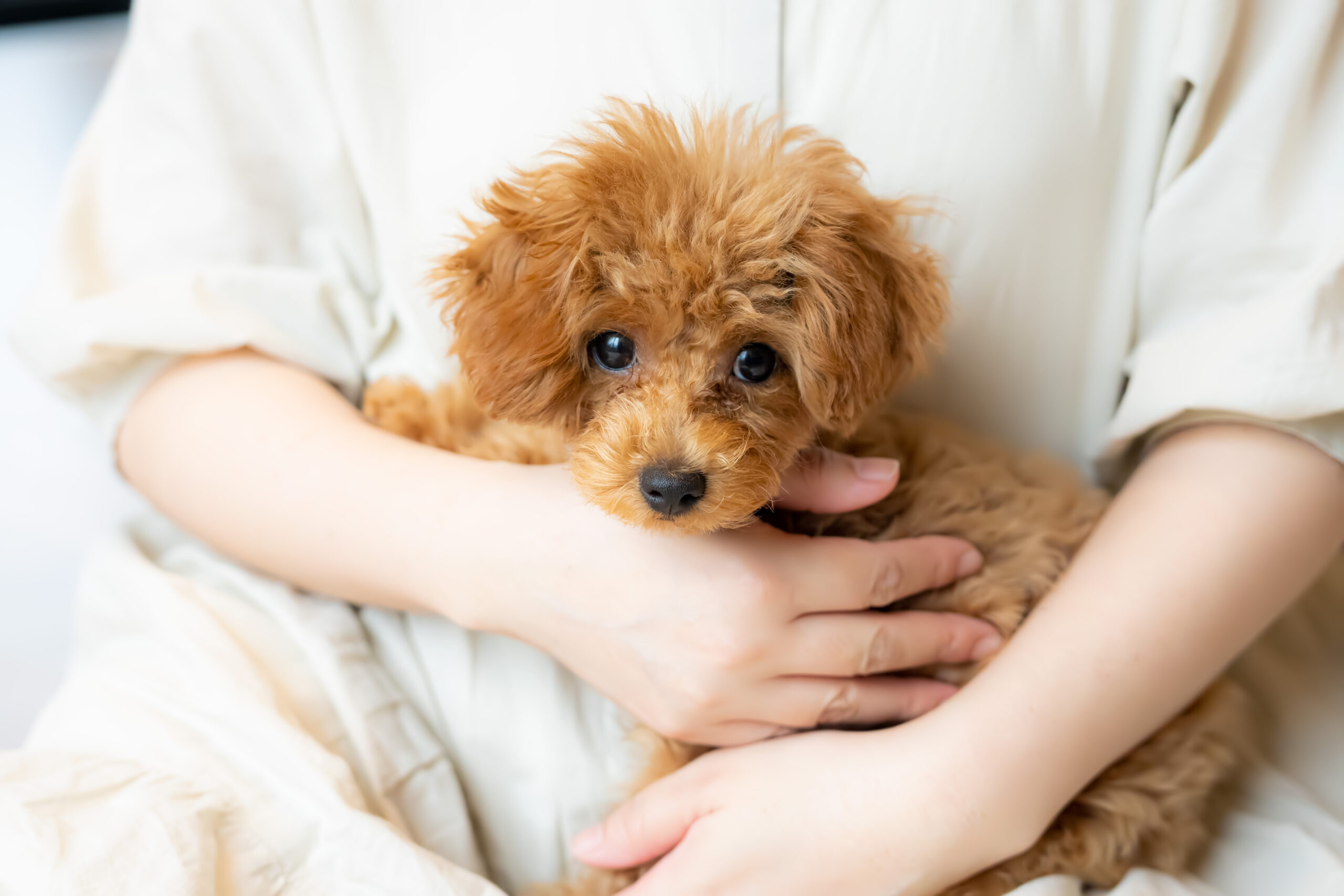 やさしく子犬を抱きしめる